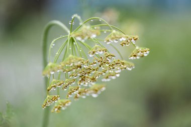 Makro yağmur dereotu baharat Bahçe