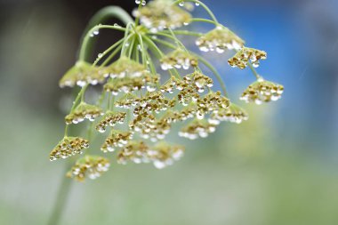 Makro yağmur dereotu baharat Bahçe