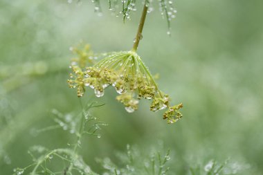 Makro yağmur dereotu baharat Bahçe