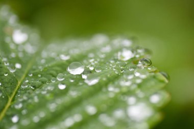 Yağmur makro su damla