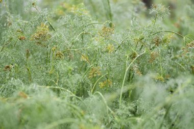 Makro yağmur dereotu baharat Bahçe