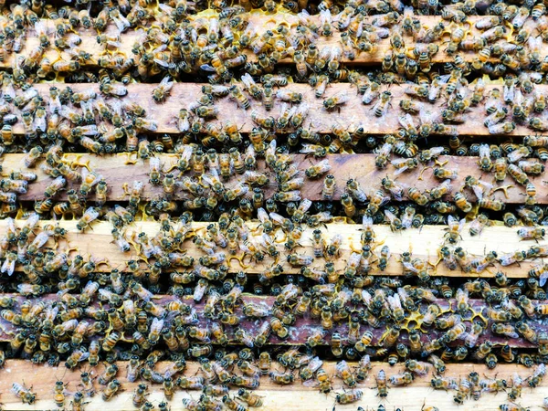 Κλείνω Πάνω Θέα Εργασίας Μέλισσες Κυψέλη Ξύλινο Κουτί — Φωτογραφία Αρχείου