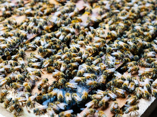 Κλείνω Πάνω Θέα Εργασίας Μέλισσες Κυψέλη Ξύλινο Κουτί — Φωτογραφία Αρχείου