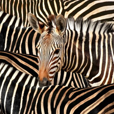 Burchell Zebra 'nın yakın plan portresi. Ön görünüm.