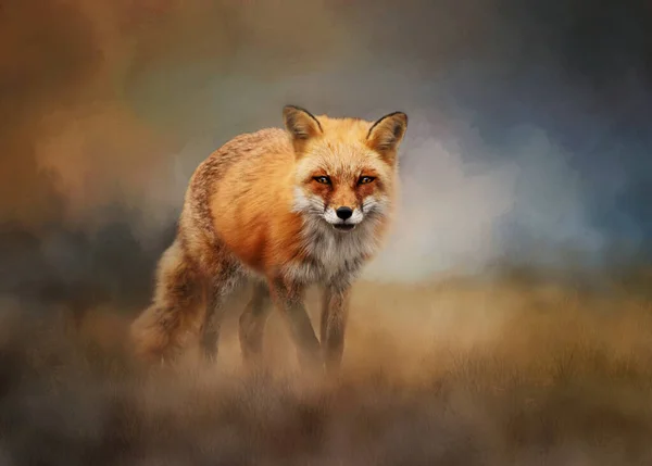 Rode Vos Achtergrond Vulpes Vulpes Kijken Met Doordringende Ogen Tegen Stockfoto