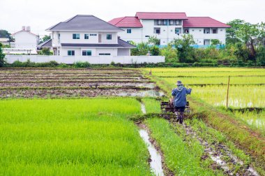 Çiftçilik. pirinç fideleri dikmek için hazır. Yumuşak odaklı ve arka planda ışık var.