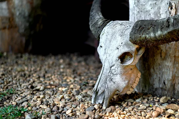 closeup buffalo skull head with soft-focus and over light in the background