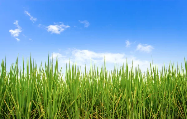 Campo Riso Con Cielo Blu Con Soft Focus Luce Sullo — Foto Stock