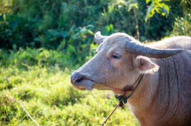 closeup bufalo çim üzerinde ışık ve yumuşak odak ile arka planda yeme
