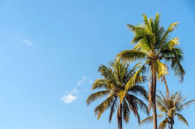 Hindistan cevizi ağaçları ve yumuşak odaklı güzel gökyüzü ve arka planda ışık.