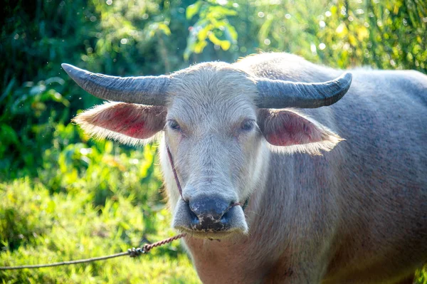 closeup bufalo çim üzerinde ışık ve yumuşak odak ile arka planda yeme