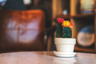 closeup kaktüs kafede üzerinde ışık içinde belgili tanımlık geçmiş ve yumuşak odak ile