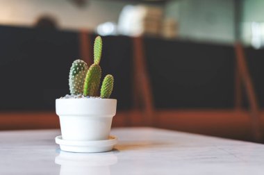 closeup kaktüs kafede üzerinde ışık içinde belgili tanımlık geçmiş ve yumuşak odak ile