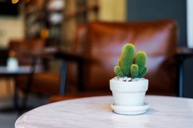closeup kaktüs kafede üzerinde ışık içinde belgili tanımlık geçmiş ve yumuşak odak ile