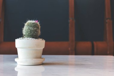 closeup kaktüs kafede üzerinde ışık içinde belgili tanımlık geçmiş ve yumuşak odak ile
