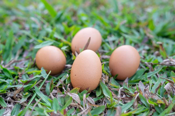 Closeup Egg Grass Background — Stock Photo, Image