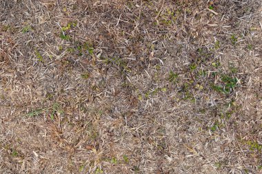 kuru ot yere arka plan. Üstten Görünüm