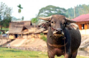 closeup bufalo çim üzerinde ışık ve yumuşak odak ile arka planda yeme