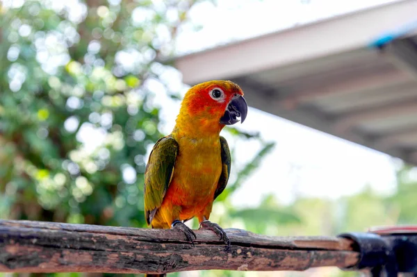 parrot on tree branch with soft-focus and over light in the background