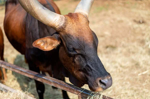 Closeup Watusi Touro Rei Vaca Comer Grama Com Foco Suave — Fotografia de Stock