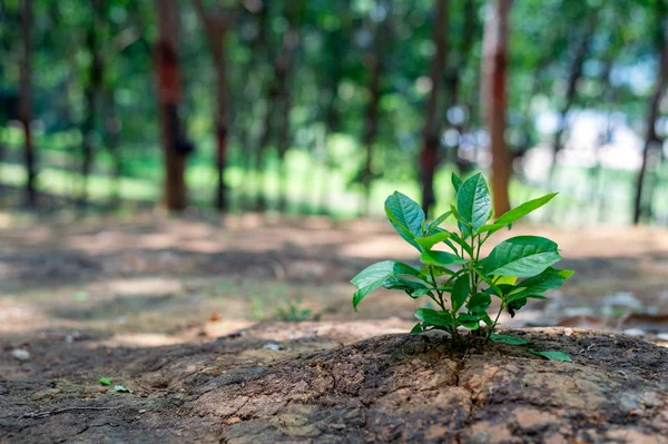 Primer Plano Joven Planta Verde Que Crece Con Enfoque Suave —  Fotos de Stock