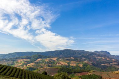 Doi Chang 'de güzel bir dağ, Chiang Rai, Tayland