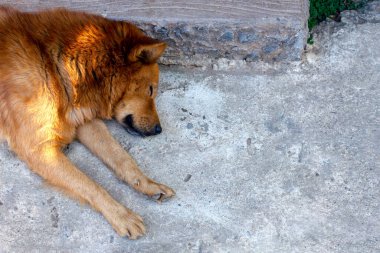 Yakın plan köpek beton zeminde uyuyor. en üstteki görünüm