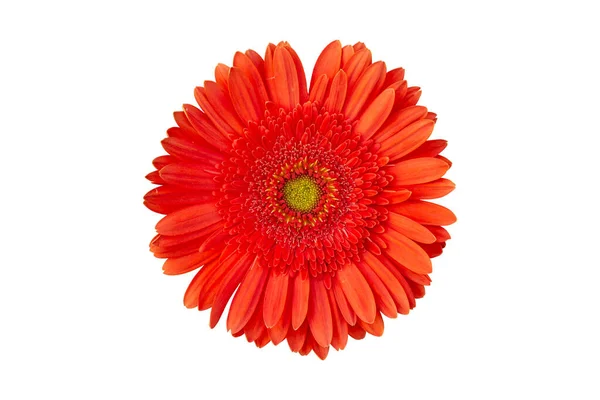 Orange Gerbera Flower White Background — Stock Photo, Image