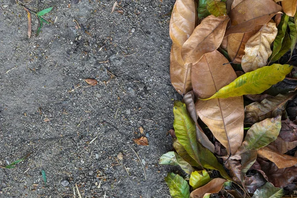 Vre Bild Torra Blad Bakgrund Utrymme För Text — Stockfoto