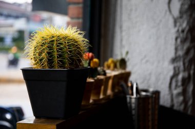 Sabah parlak ışıkla yakın çekim kaktüsü. Ev dekorasyonu için küçük bir ağaç. yumuşak odaklı ve arka plandaki ışığın üzerinde