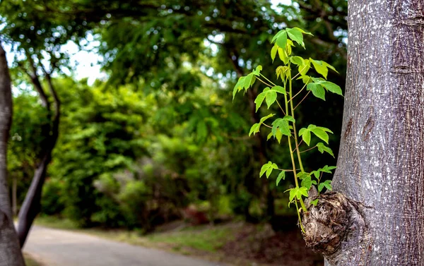 Zbliżenie Potomstwo Zrodzone Starego Drzewa Miękkim Ostrością Nad Światłem Tle — Zdjęcie stockowe