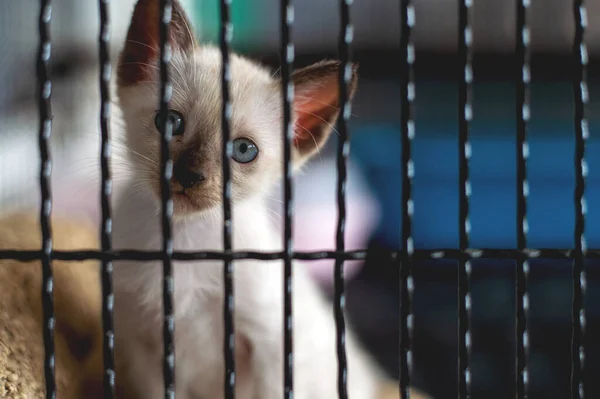 Gatos Pequeños Jaula Con Enfoque Suave Sobre Luz Fondo — Foto de Stock