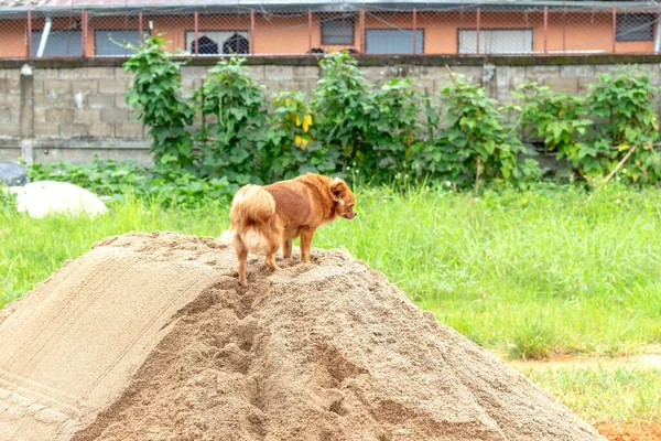 Perro Arena Con Enfoque Suave Sobre Luz Fondo — Foto de Stock