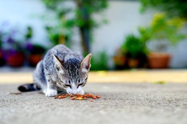 stray kitten eating food with soft-focus and over light in the background