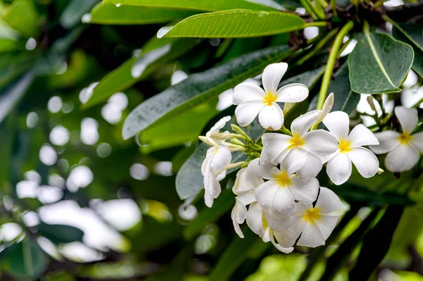 Flor Leelawadee Primer Plano Con Enfoque Suave Sobre Luz Fondo —  Fotos de Stock