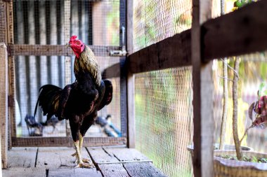 rooster in the chicken coop with soft-focus and over light in the background