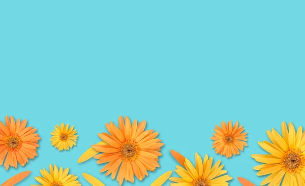 Gerbera Flower Blue Background — Stock Photo, Image