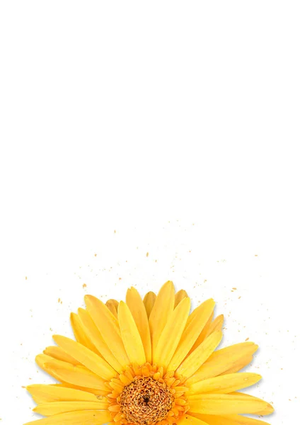 Yellow Gerbera Flower White Background — Stock Photo, Image