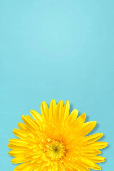 Spring Season Yellow Gerbera Flower White Background — Stock Photo, Image