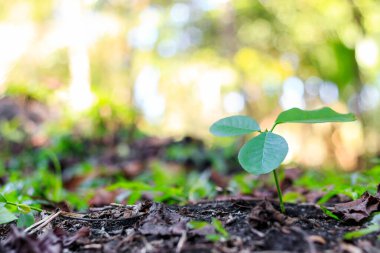 Yumuşak odaklı ve arka planda ışığın üzerinde genç bir bitki.