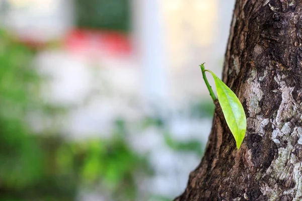 Primer Plano Planta Joven Con Enfoque Suave Sobre Luz Fondo — Foto de Stock