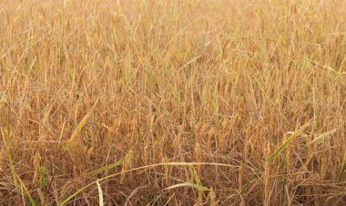 Yakın plan altın pirinç bitkisi, yumuşak odaklı ve arka planda ışık var.