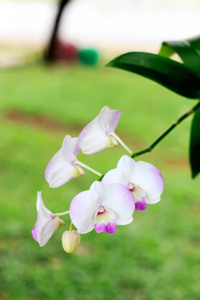 Primo Piano Bel Fiore Orchidea Impianto Soft Focus Sullo Sfondo — Foto Stock