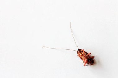 Beyaz masa arkasında hamamböceği