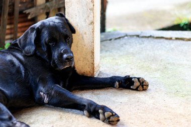 Siyah köpek arka planda yumuşak odaklanarak uyuyor. ışık üzerinde