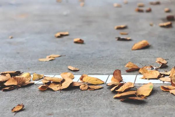 Feuilles Sèches Sur Route Avec Mise Point Douce Sur Lumière — Photo