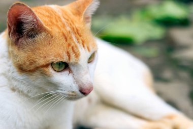 Arka planda yumuşak odaklı koleup kedi, ışığın üzerinde