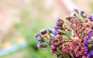 Kapatın güzel kuru çiçekleri yumuşak köpüklü ve arka planda ışığın üzerinde