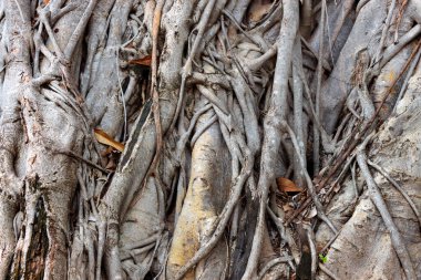 Ağaç kökünü kapat