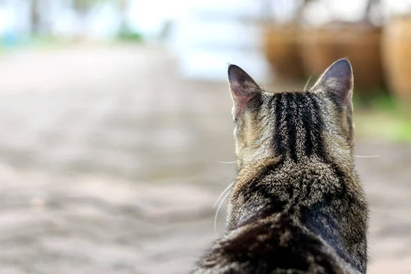 背景音乐柔和的科洛普猫 浅色的 — 图库照片